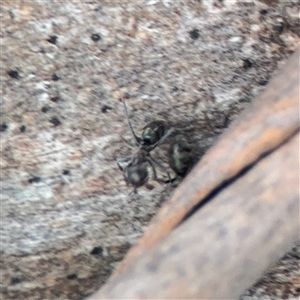 Formicidae (family) at Lyneham, ACT - 17 Nov 2024 01:36 PM