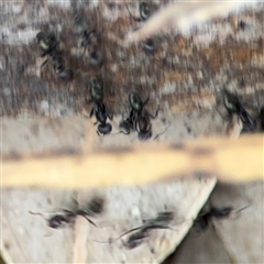 Formicidae (family) at Lyneham, ACT - 17 Nov 2024 01:36 PM