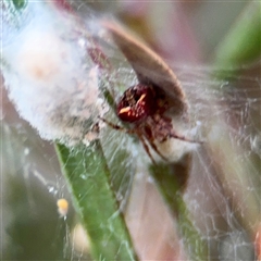 Araneus albotriangulus (White-triangle orb weaver) at Lyneham, ACT - 17 Nov 2024 by Hejor1