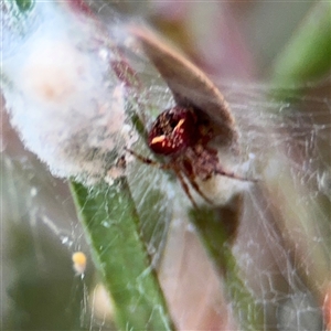 Araneus albotriangulus at Lyneham, ACT - 17 Nov 2024 01:30 PM