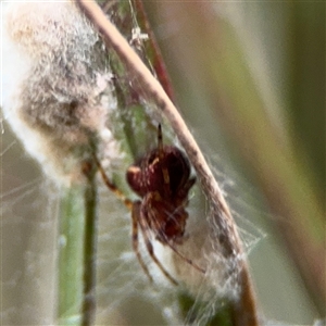 Araneus albotriangulus at Lyneham, ACT - 17 Nov 2024 01:30 PM