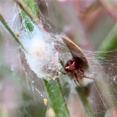 Araneus albotriangulus at Lyneham, ACT - 17 Nov 2024 01:30 PM