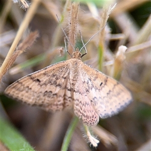 Scopula rubraria at Lyneham, ACT - 17 Nov 2024 01:29 PM