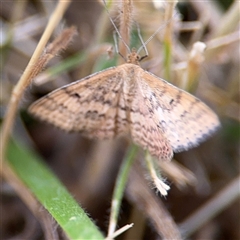 Scopula rubraria at Lyneham, ACT - 17 Nov 2024