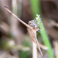 Scopula rubraria at Lyneham, ACT - 17 Nov 2024