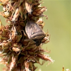 Pentatomidae (family) at Lyneham, ACT - 17 Nov 2024 01:27 PM