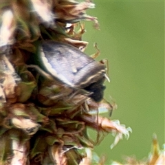 Pentatomidae (family) at Lyneham, ACT - 17 Nov 2024