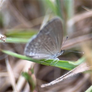 Zizina otis at Lyneham, ACT - 17 Nov 2024 01:26 PM