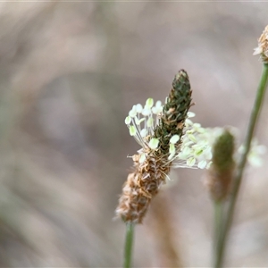 Plantago lanceolata at Lyneham, ACT - 17 Nov 2024