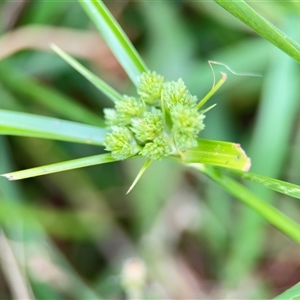 Cyperus eragrostis at Lyneham, ACT - 17 Nov 2024