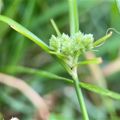 Cyperus eragrostis at Lyneham, ACT - 17 Nov 2024