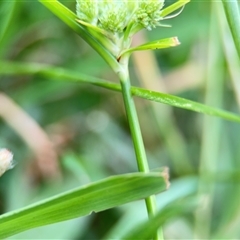 Cyperus eragrostis at Lyneham, ACT - 17 Nov 2024