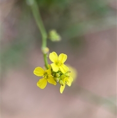 Hirschfeldia incana (Buchan Weed) at Lyneham, ACT - 17 Nov 2024 by Hejor1