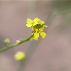 Hirschfeldia incana at Lyneham, ACT - 17 Nov 2024