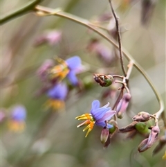 Dianella sp. (Flax Lily) at Lyneham, ACT - 17 Nov 2024 by Hejor1