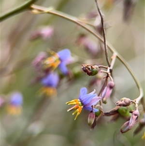 Dianella sp. at Lyneham, ACT - 17 Nov 2024 01:18 PM