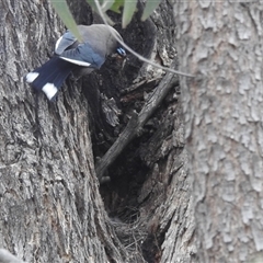 Artamus cyanopterus (Dusky Woodswallow) at Kambah, ACT - 16 Nov 2024 by HelenCross