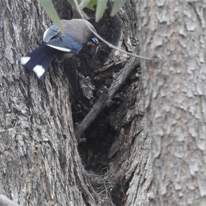 Artamus cyanopterus at Kambah, ACT - suppressed