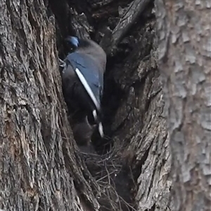 Artamus cyanopterus at Kambah, ACT - suppressed