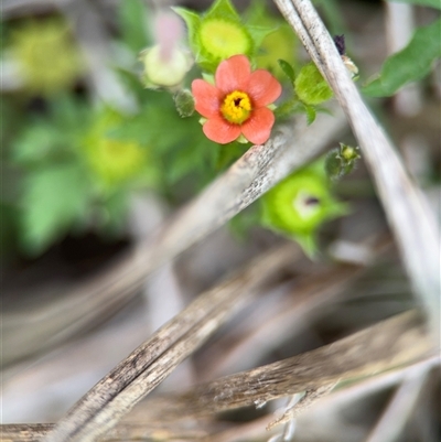 Modiola caroliniana (Red-flowered Mallow) at Lyneham, ACT - 17 Nov 2024 by Hejor1