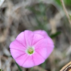 Convolvulus angustissimus subsp. angustissimus (Australian Bindweed) at Lyneham, ACT - 17 Nov 2024 by Hejor1