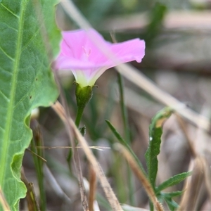 Convolvulus angustissimus subsp. angustissimus at Lyneham, ACT - 17 Nov 2024 01:18 PM