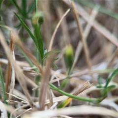 Convolvulus angustissimus subsp. angustissimus at Lyneham, ACT - 17 Nov 2024 01:18 PM