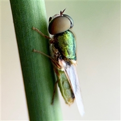 Odontomyia decipiens (Green Soldier Fly) at Lyneham, ACT - 17 Nov 2024 by Hejor1