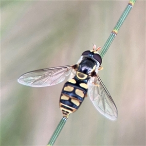 Simosyrphus grandicornis at Lyneham, ACT - 17 Nov 2024