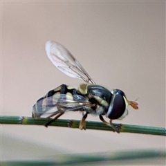 Simosyrphus grandicornis at Lyneham, ACT - 17 Nov 2024