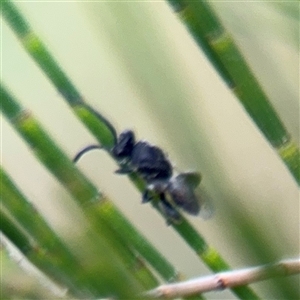 Chalcididae (family) at Lyneham, ACT - 17 Nov 2024