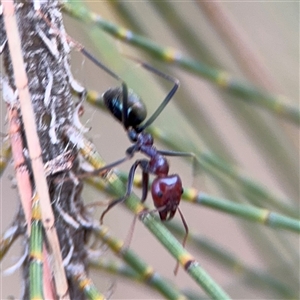 Iridomyrmex purpureus at Lyneham, ACT - 17 Nov 2024