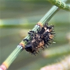 Coccinellidae (family) at Lyneham, ACT - 17 Nov 2024