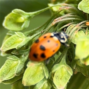 Hippodamia variegata at Lyneham, ACT - 17 Nov 2024