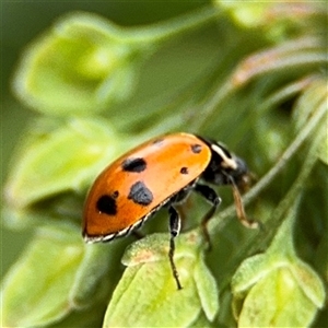 Hippodamia variegata at Lyneham, ACT - 17 Nov 2024