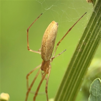 Tetragnatha sp. (genus) (Long-jawed spider) at Lyneham, ACT - 17 Nov 2024 by Hejor1