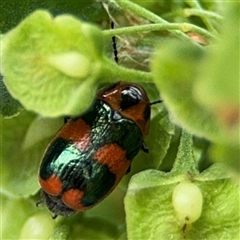 Dicranolaius sp. (genus) (Unidentified melyrid beetle) at Lyneham, ACT - 17 Nov 2024 by Hejor1