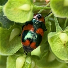 Dicranolaius sp. (genus) at Lyneham, ACT - 17 Nov 2024