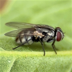 Muscidae (family) (Unidentified muscid fly) at Lyneham, ACT - 17 Nov 2024 by Hejor1