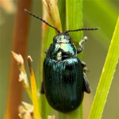 Arsipoda chrysis (Flea beetle) at Lyneham, ACT - 17 Nov 2024 by Hejor1