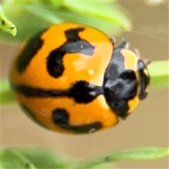 Coccinella transversalis (Transverse Ladybird) at Lyneham, ACT - 17 Nov 2024 by Hejor1