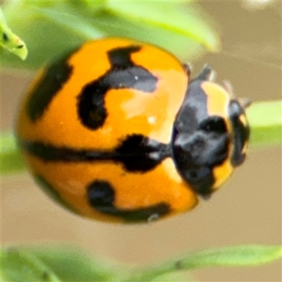 Coccinella transversalis (Transverse Ladybird) at Lyneham, ACT - 17 Nov 2024 by Hejor1