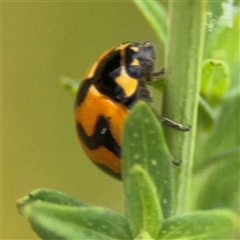 Coccinella transversalis at Lyneham, ACT - 17 Nov 2024 12:54 PM