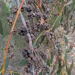 Eucalyptus pauciflora subsp. pauciflora (White Sally, Snow Gum) at Kambah, ACT - 17 Nov 2024 by HelenCross