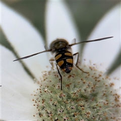 Melangyna sp. (genus) at Greenleigh, NSW - 16 Nov 2024