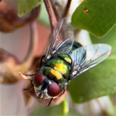 Lucilia sp. (genus) (A blowfly) at Greenleigh, NSW - 16 Nov 2024 by Hejor1