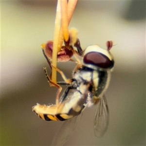 Simosyrphus grandicornis at Greenleigh, NSW - 16 Nov 2024 12:21 PM