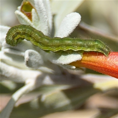 Helicoverpa (genus) (A bollworm) at Greenleigh, NSW - 16 Nov 2024 by Hejor1