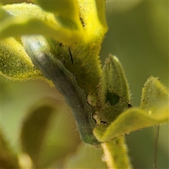 Helicoverpa (genus) at Greenleigh, NSW - 16 Nov 2024