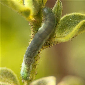 Helicoverpa (genus) at Greenleigh, NSW - 16 Nov 2024